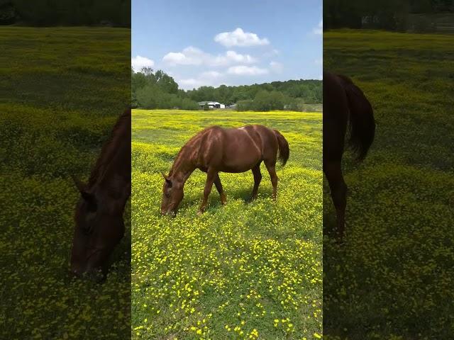 A Beautiful Day With The Horses Part II