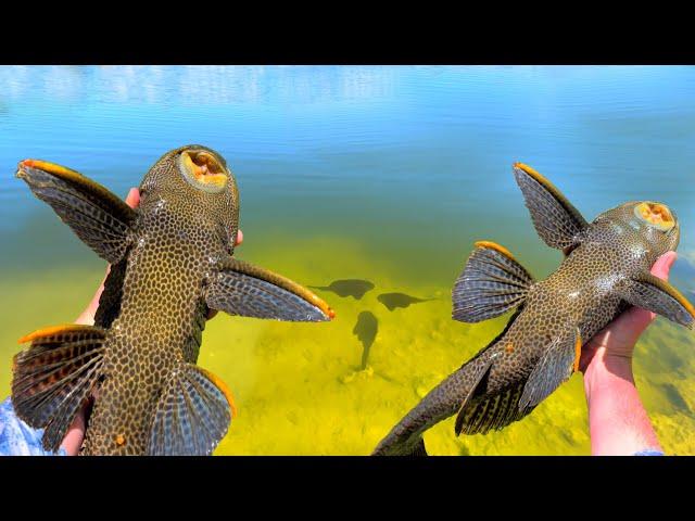 CATCHING ALIEN FISH For BACKYARD POND CLEANING!