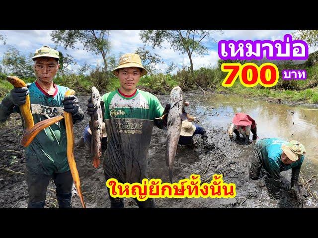 เหมาบ่อ 700บาท ปลาไหลปลาช่อนไซส์ใหญ่ๆทั้งนั้น | Ep.094