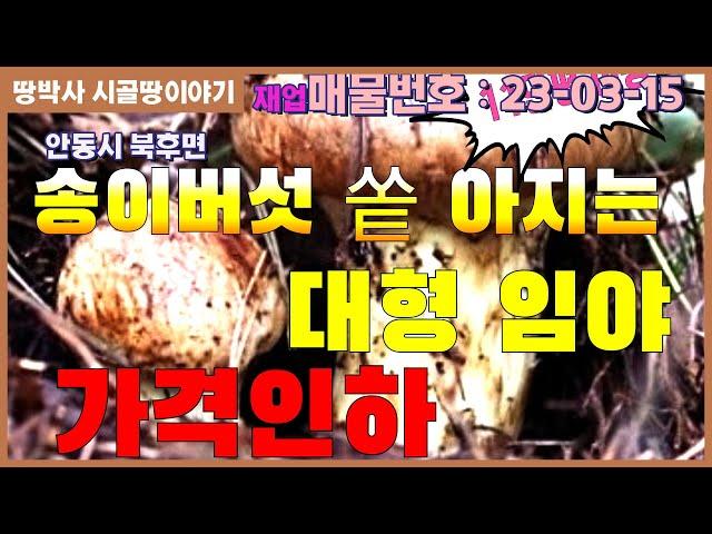 (23. 03. 15)**급매**가격인하**  송이,능이 버섯 쏟아지는 곳. 국유림이 접해 있는 산림경영 부지로 활용 가능한 대형 송이산.