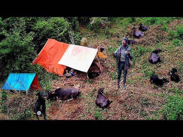 Simple The Best peaceful Himalayan Village Life || Daily Routine of Activities shepherd lifestyle