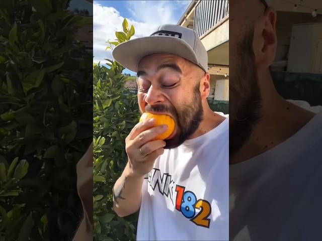 want to eat my mangoes?