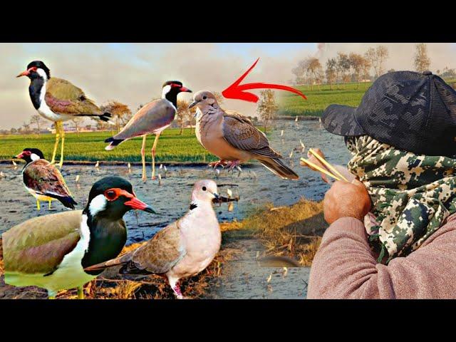 Amazing Red Wattled Lapwing Birds Hunting With Slingshot!