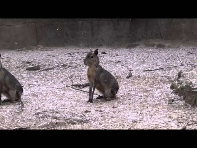 Meet the Patagonian Cavy at Southwick's Zoo