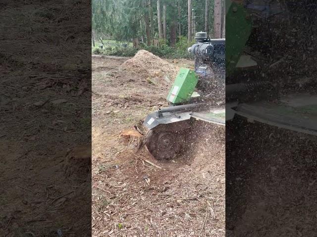 15 Min Stump Grinding in 60 Seconds