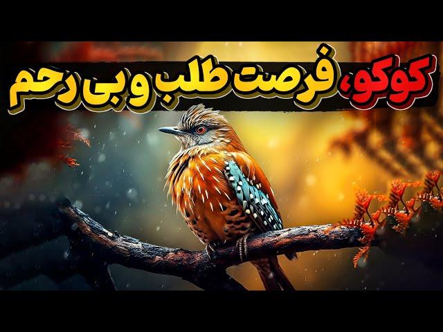 پرنده کوکو، کلاهبردارترین پرنده دنیا