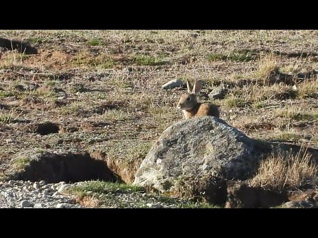 Rabbit control Tekapo