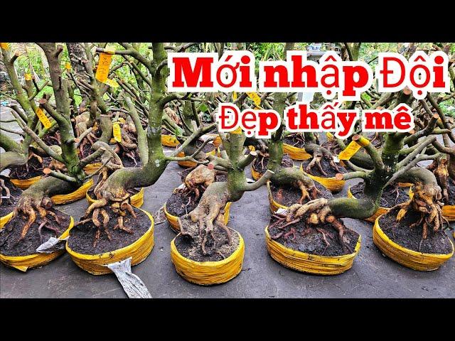 Mới nhập đội phôi mai vàng. An  0339939629 Chợ Gạo miền tây tôi yêu ltk bonsai (@MaivàngQuêdừa)