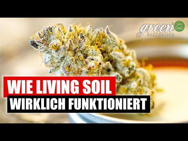 Wie man ein INDOOR „Living Soil Beet“ anlegt | GreenConnection x FLOrganics | HomeGrow Knowledge