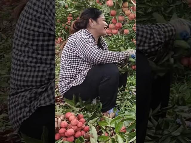 Lychee harvest is bustling with laughter - Thu Hien Farm