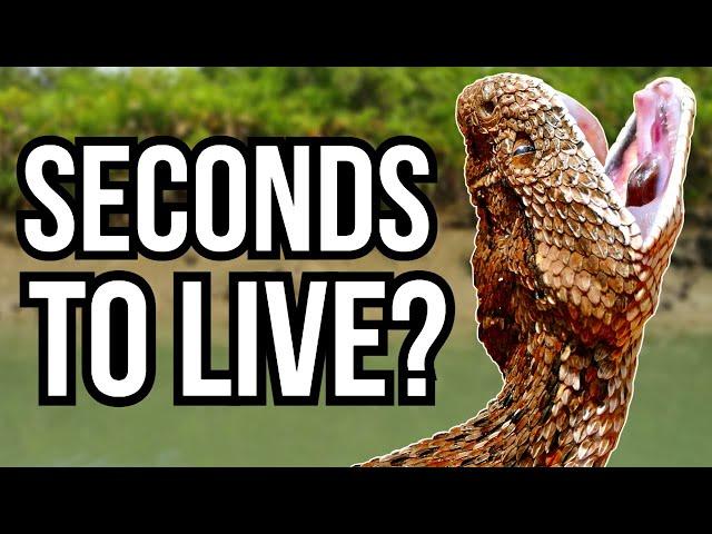 8 Of The Deadliest Snakes In The World - Highly Venomous Snakes