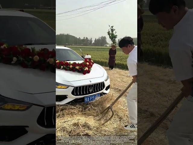 Driver Clear Wheat Straw Blocking a Wedding Convoy in Rural