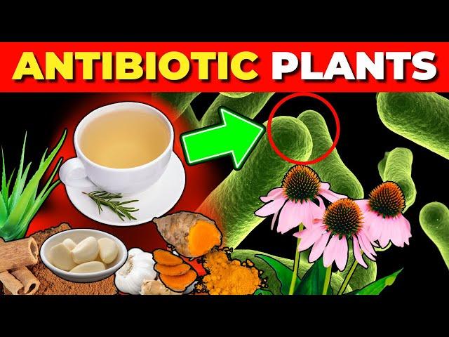 12 Medicinal Plants with Natural Antibiotic Effects (Backed by Science)