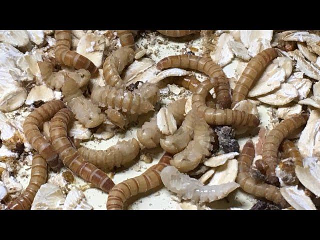 Mealworm Growing Pods Review @thebugfactory_BSF