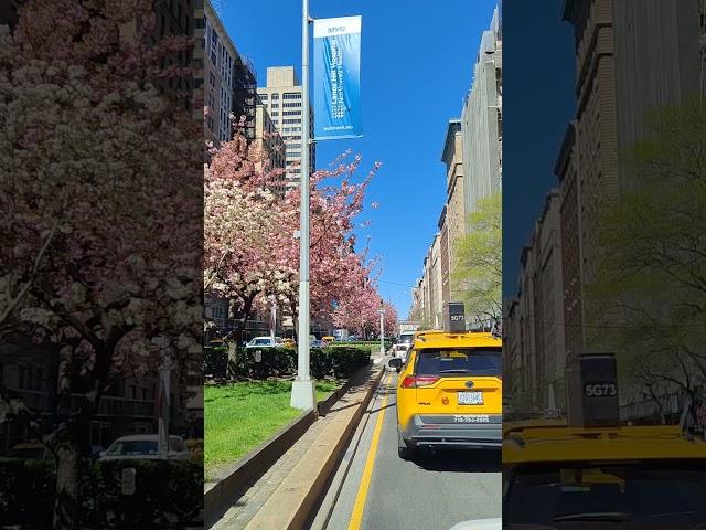 I love New York City:This is Park Ave and E 79th St, Manhattan ,New York