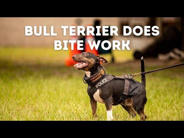 Can This Bull Terrier Do Bite Work? | Grassroots K9