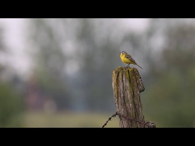 Pola tętniące życiem/CZYTA KRYSTYNA CZUBÓWNA