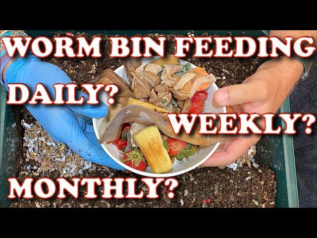 How Often Should You Feed Your Worm Bin?   Vermicompost Worm Farm