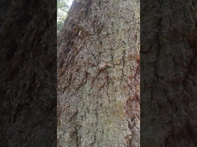 Douglas Fir Tree Sap - Smells like Eucalyptus, Sticks like Glue