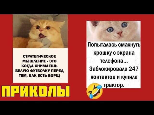 я бы помог, но у меня лапки ! смотриг смешные картинки мемы котики приколы  
