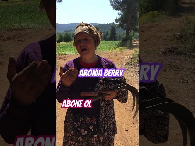 Denizlinin aronyası aronyadunyasi.com #keşfet #4k #village #youtube #aronia #denizliaronya #aronya