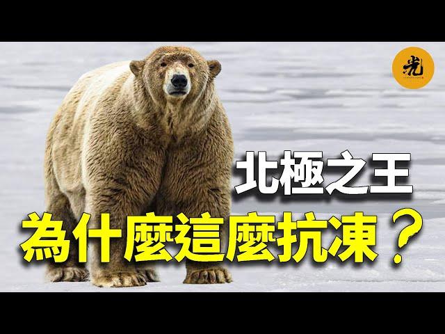 【萬物有光】身長3米，重800公斤，它們幾乎沒有天敵，卻已瀕臨滅絕！靠著一身皮毛就能抵抗-80℃的低溫，海豹、海象和鯨魚都是它的獵物，不愧被稱為“北極之王”