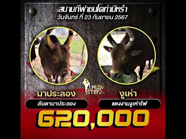 ข้อมูลสนามโคท่ามิหรำ วันที่ 23 กย. 67 จากเซียนฟลุ๊ก