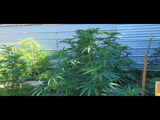 Calif Cannabis Garden is Going Ape Sh-t Wild. Grower is Going Insane