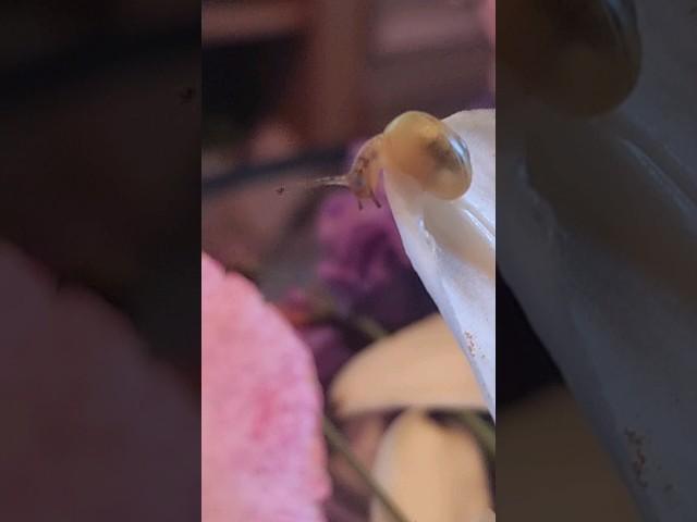 Cute snail at home #snailAction #creepycute #30daywildlife2023