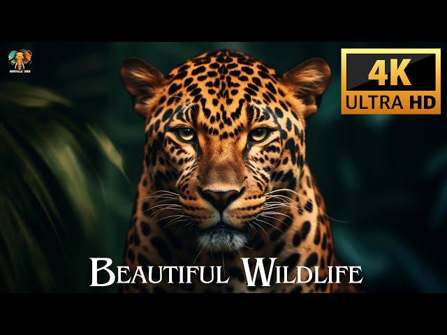 DOCUMENTARY OF BEAUTIFUL WILDLIFE 4K ULTRA HD