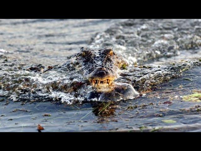 Crocodile Attack Boat killer - Sweetheart The Aussie heavyweight Champion.