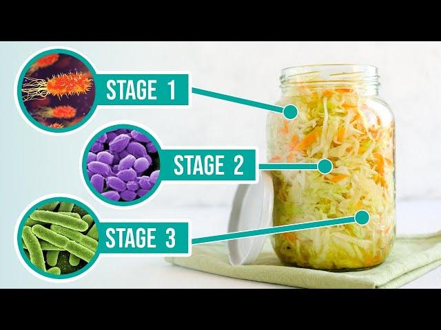 The Process of Fermentation - The 3 Crucial Stages of Fermenting Vegetables