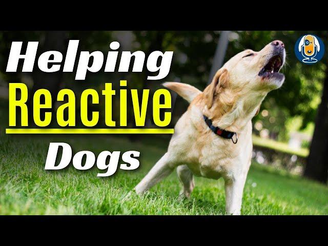 Reactive Dog Training: Help Dogs Move from Dysregulation to Self-Regulation Case Study