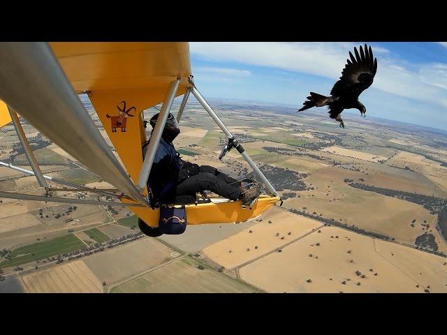 More Wedge Tailed Eagle Encounters