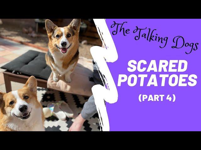 Corgis are terrified of vacuum | Hammy and Olivia
