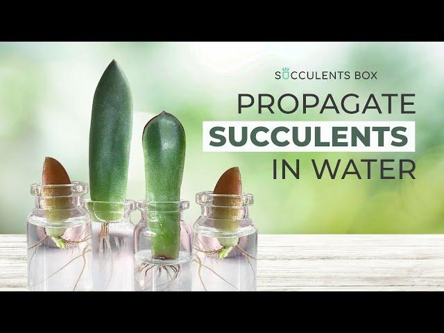 HOW TO PROPAGATE SUCCULENTS IN WATER | EASY SUCCULENT PROPAGATION TIPS