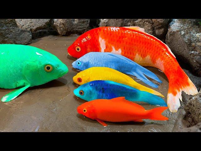 StopMotionASMR - The big golden koi is back. and the aquarium is amazing. PrimitiveCooking ideas