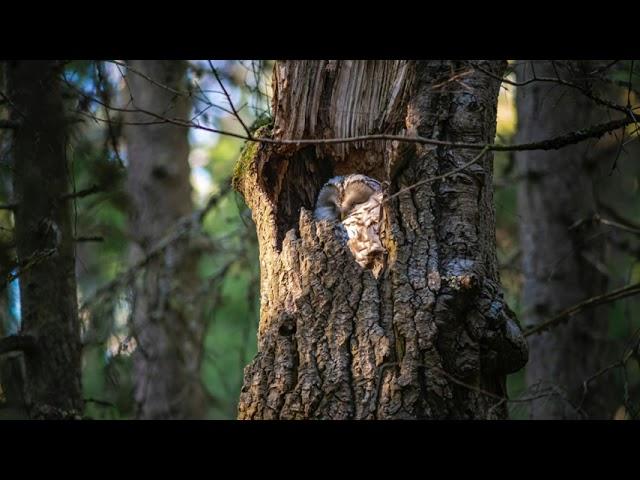 the sound of an eagle-owl