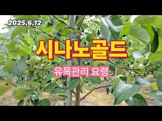 시나노골드 사과나무 유목관리 요령