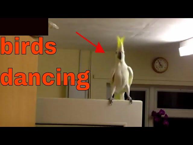 Birds Dancing To Music 