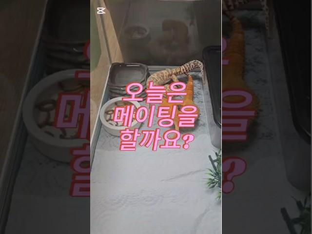 오늘은 우리 레오파드게코부부가 메이팅을 할까요? #생물관찰 #반려동물 #레오파드게코 #leopardgecko #reptiles #도마뱀 #메이팅