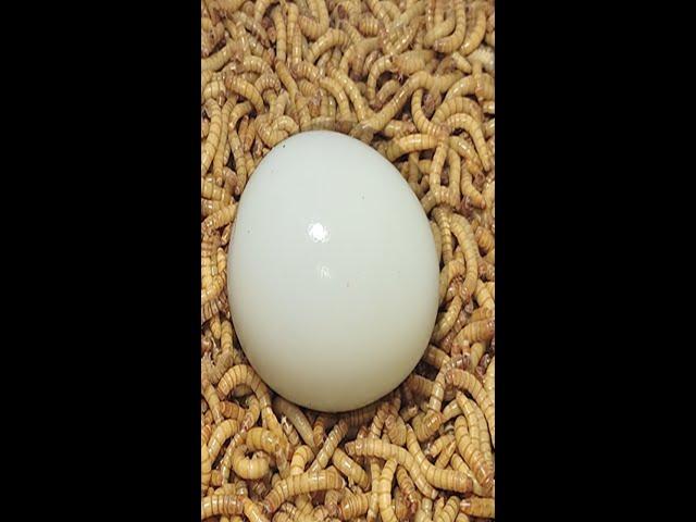 10000 Superworms VS Egg Timelapse   Mealworms eating egg