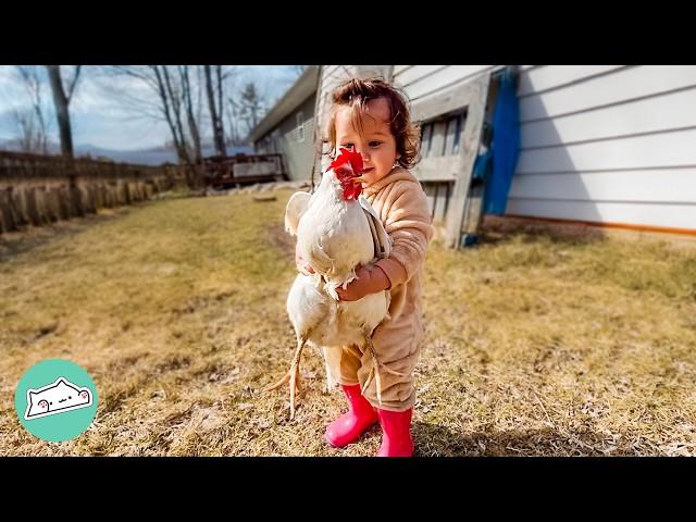 Chickens Wait For This Girl Every Morning | Cuddle Buddies