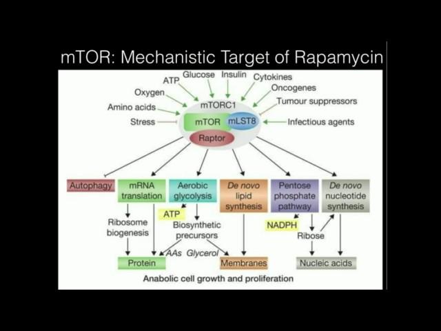 mTOR Part 1: Activation of mTOR and Overall Effects