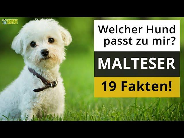 Ist ein Malteser der richtige Hund für mich? 19 Fakten über Malteser!