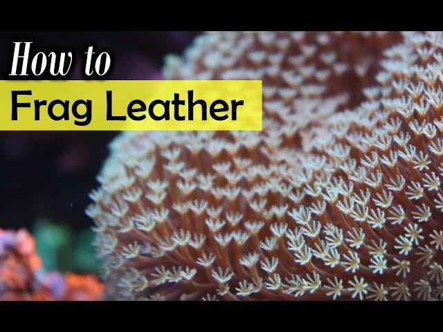 How To Frag Leather Coral Tutorial