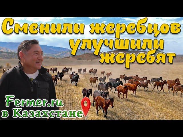 В чем залог хорошего табуна? А что если не менять жеребцов? Каких лошадей едят казахи?