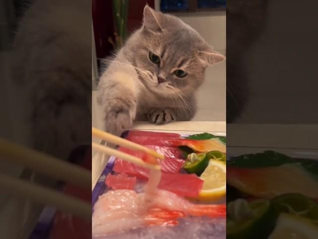 집사야 나도 참치 좋아하는데... #고양이 #고양이밈 #cat