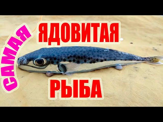 Как ловить рыбу в Средиземном море. Аланья. Махмутлар.