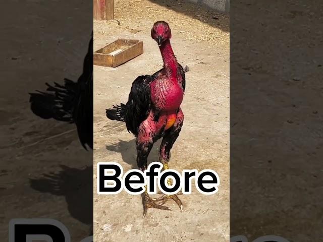 After 7 hours #aseelhen #aseelmurga #babychoedhen #halloweenmusic #roosterfarm #birds #cricket